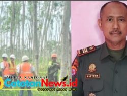 Perhutani Tebang Kayu Mahoni dan Almanium di Dua titik Kabupaten Lebak