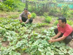 Bhabinkamtibmas Desa Karangsari dan Penggarap Lahan Bersinergi Wujudkan Program Ketahanan Pangan