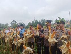 Program Gugus Tugas Ketahanan Pangan Polda Jambi Sukses Panen Jagung di 6 Polres 