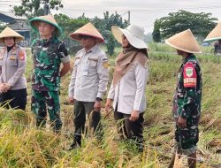 Danrem 051/WKT Bersama Aster Kasdam Jaya Laksanakan Panen Raya Padi Demplot Sinar Mentari di Lahan Pertanian Terpadu Wanajaya, Cibitung Kab. Bekasi   