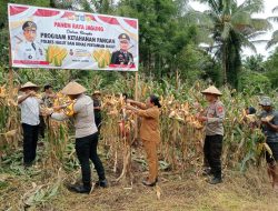 Polres Halmahera Utara Sukses Gelar Panen Raya Jagung Dukung Ketahanan Pangan Nasional
