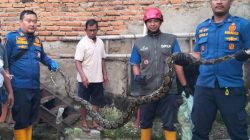 Damkar Sukabumi Evakuasi Ular Sanca dari Kandang Ayam Warga di Palabuhanratu