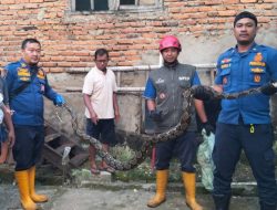 Damkar Sukabumi Evakuasi Ular Sanca dari Kandang Ayam Warga di Palabuhanratu