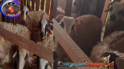 BUMDes Ternak Domba Desa Kadununggal, Sukabumi: Meningkatkan Ekonomi Lokal dengan Peternakan Domba Berkelanjutan