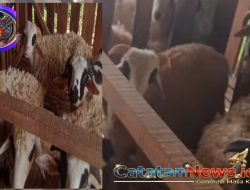 BUMDes Ternak Domba Desa Kadununggal, Sukabumi: Meningkatkan Ekonomi Lokal dengan Peternakan Domba Berkelanjutan