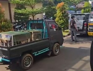 Polres Bogor Amankan 30 Anjing Pemburu Usai Bocah 9 Tahun Tewas di Jasinga